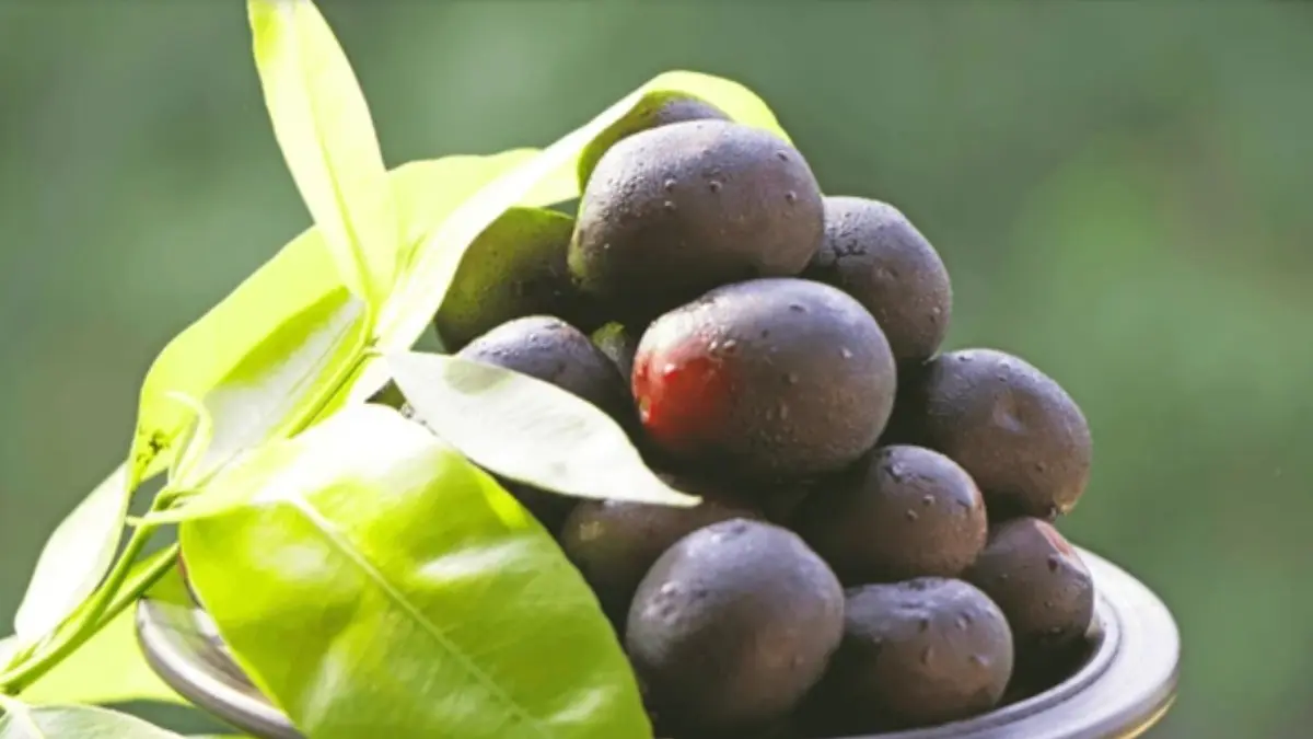 Jamun Leaves