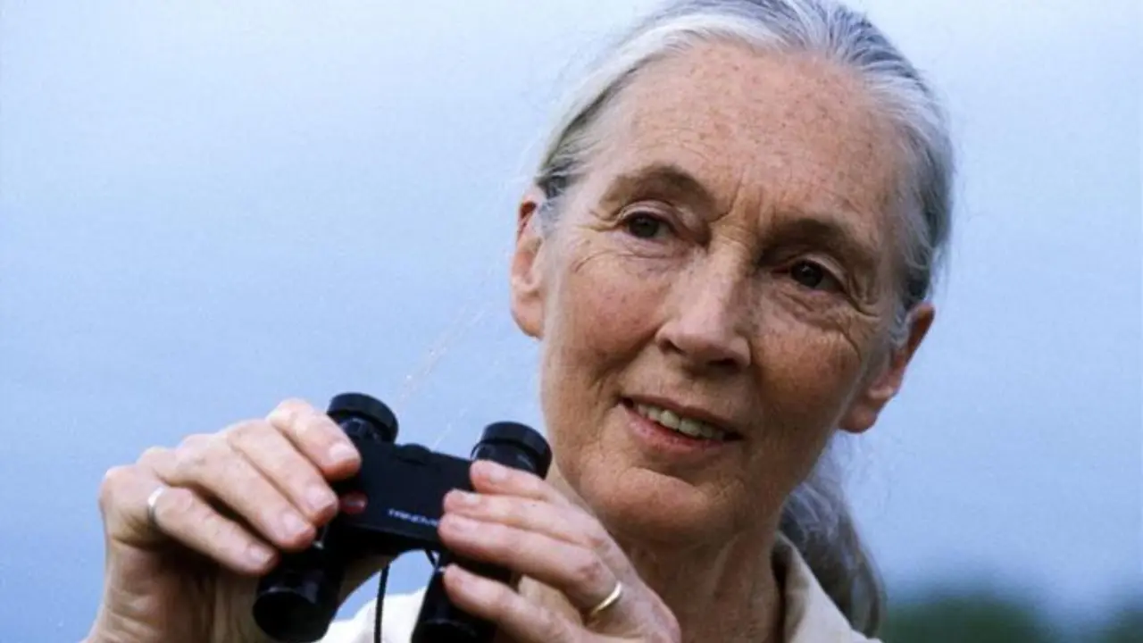 Jane Goodall, Legendary Primatologist and Conservationist, Dies at 91 Jane Goodall, Legendary Primatologist and Conservationist, Dies at 91