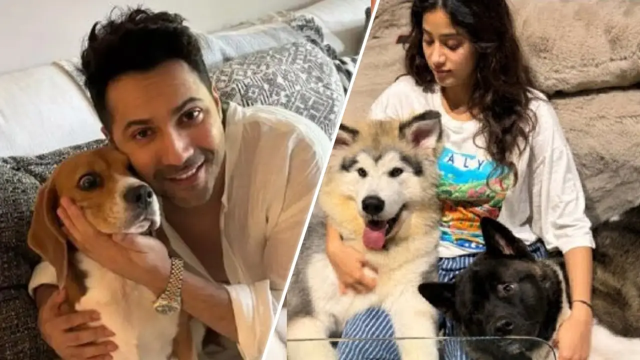 Janhvi Kapoor, Varun Dhawan, Adivi Sesh, Other Celebs Join Outrage Against Court Order To Make Delhi-NCR Stray Dog-Free Janhvi Kapoor, Varun Dhawan, Adivi Sesh, Other Celebs Join Outrage Against Court Order To Make Delhi-NCR Stray Dog-Free