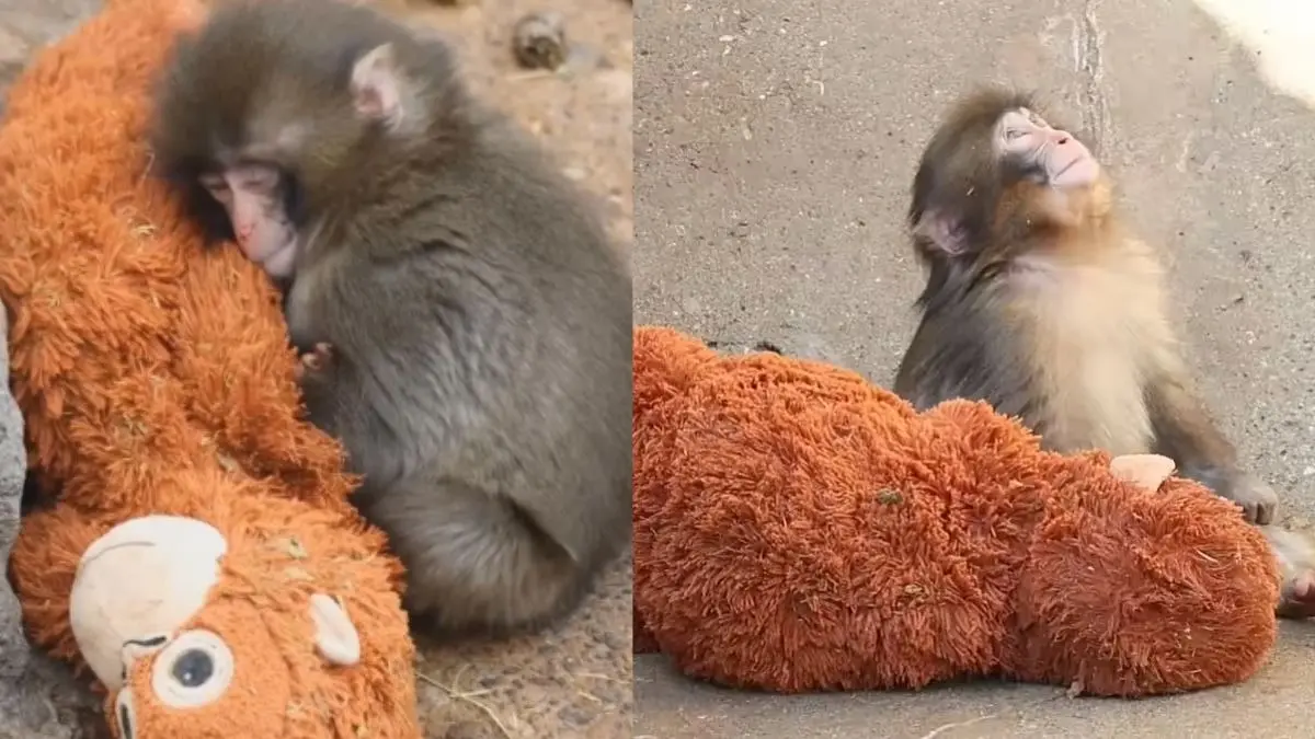 Japanese Monkey Viral: जापानी बंदर की दर्दभरी दास्तां... जिसे मां ने त्यागा और झुंड ने दुत्कारा, उसने टेडी बियर को सीने से लगाया; देखें ये VIDEO Japanese Monkey Viral
