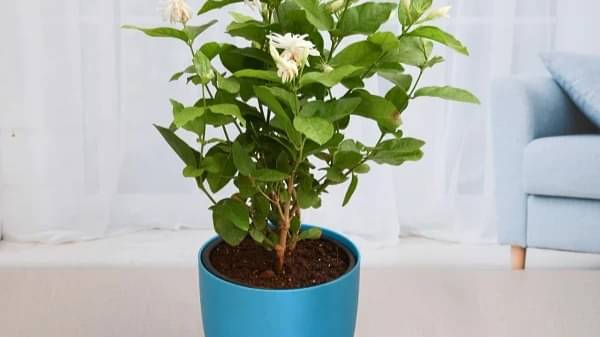 Description of the pic