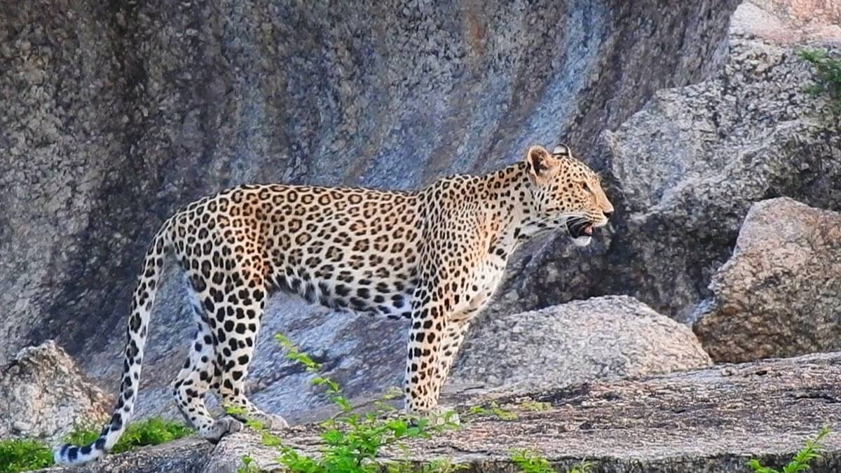Leopard Strays into Residential Area in Alwar Creating Panic, Rescue ...