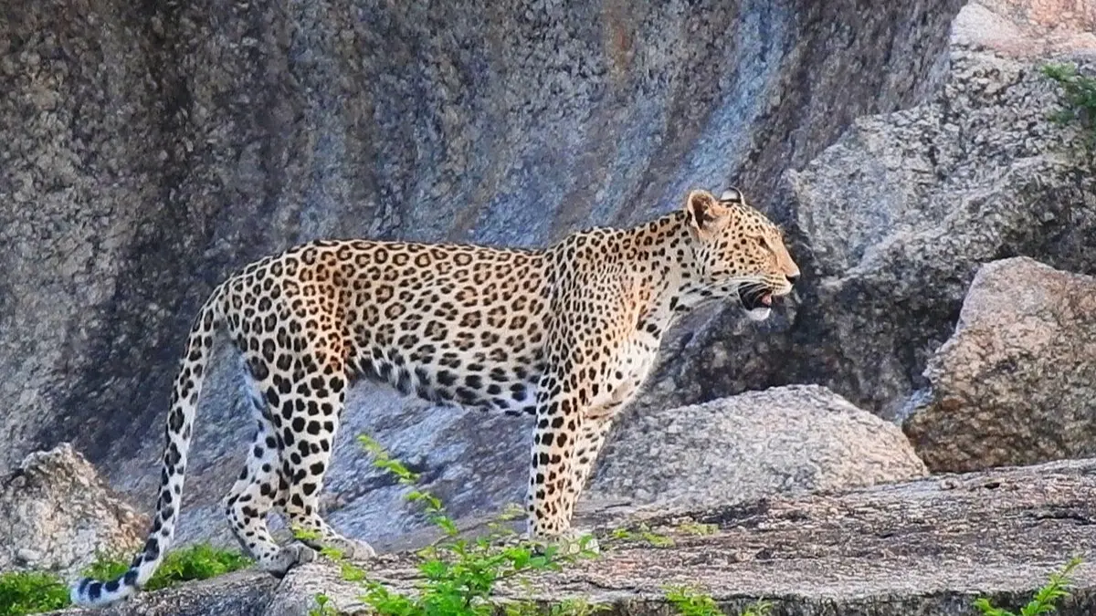 Leopard enters power project site in Himachal's Hamirpur