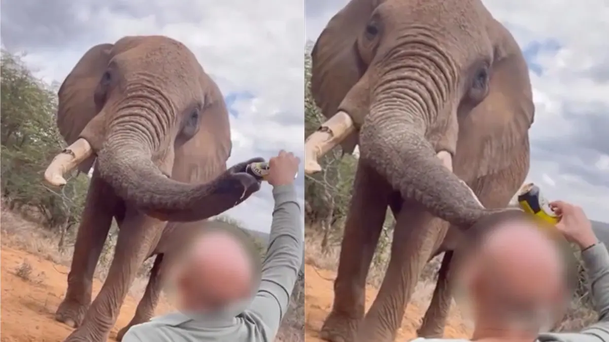 ‘Just a Tusker with a Tusked Friend’? Tourist Slammed for Pouring Beer Into Elephant’s Trunk | Viral Video ‘Just a Tusker with a Tusked Friend’? Tourist Slammed for Pouring Beer Into Elephant’s Trunk | Viral Video