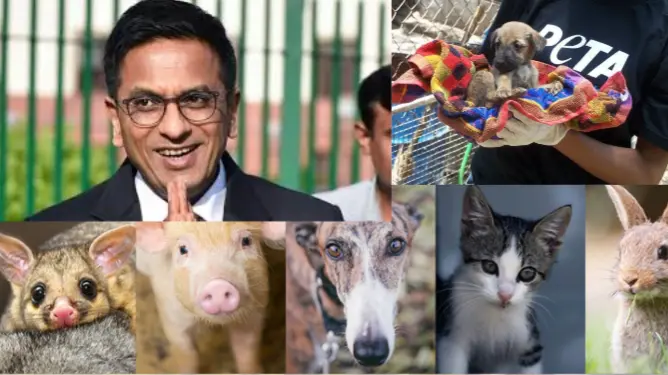 Justice DY Chandrachud