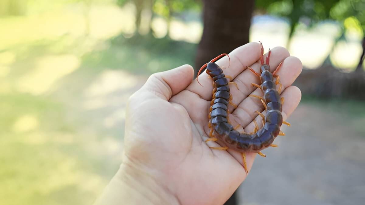 Description of the pic