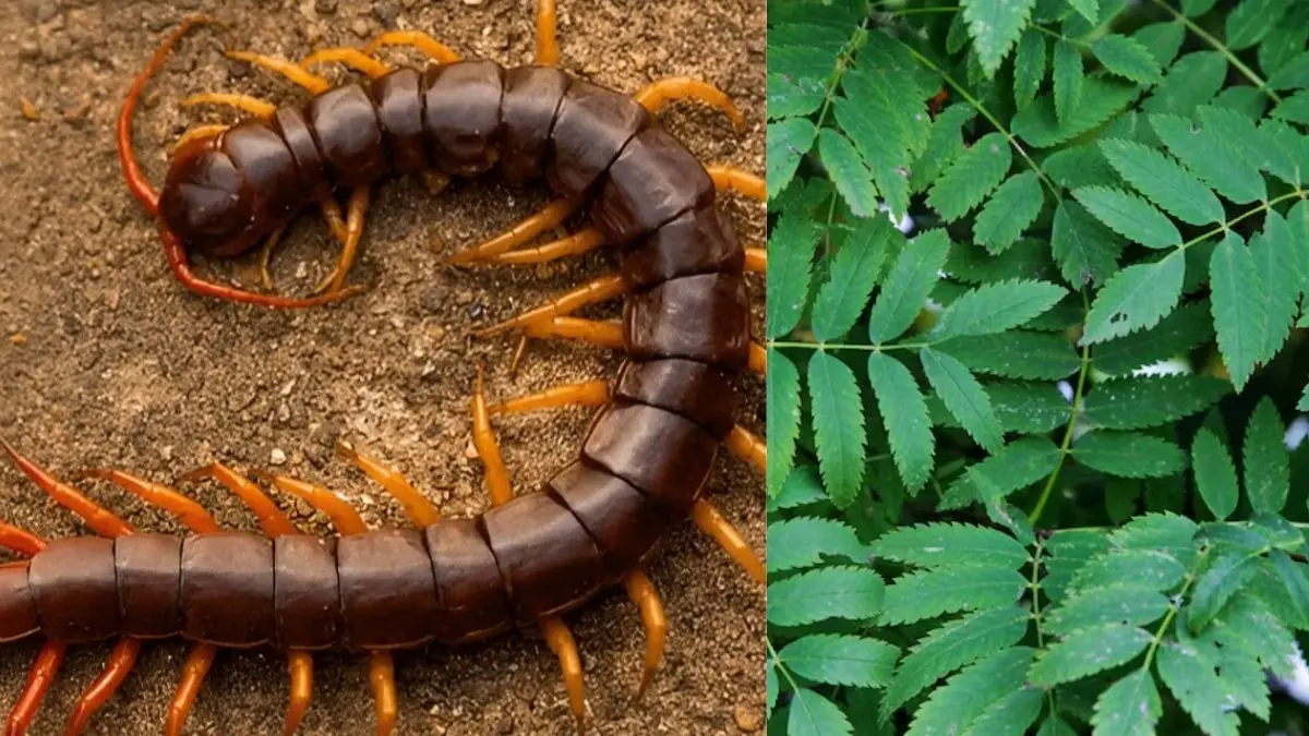 kankhajura bhagane ke upay