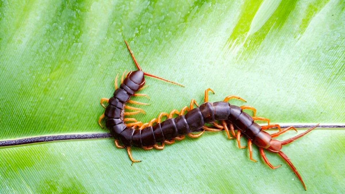 kankhajura kaise bhagaye how to get rid of centipedes from home permanently