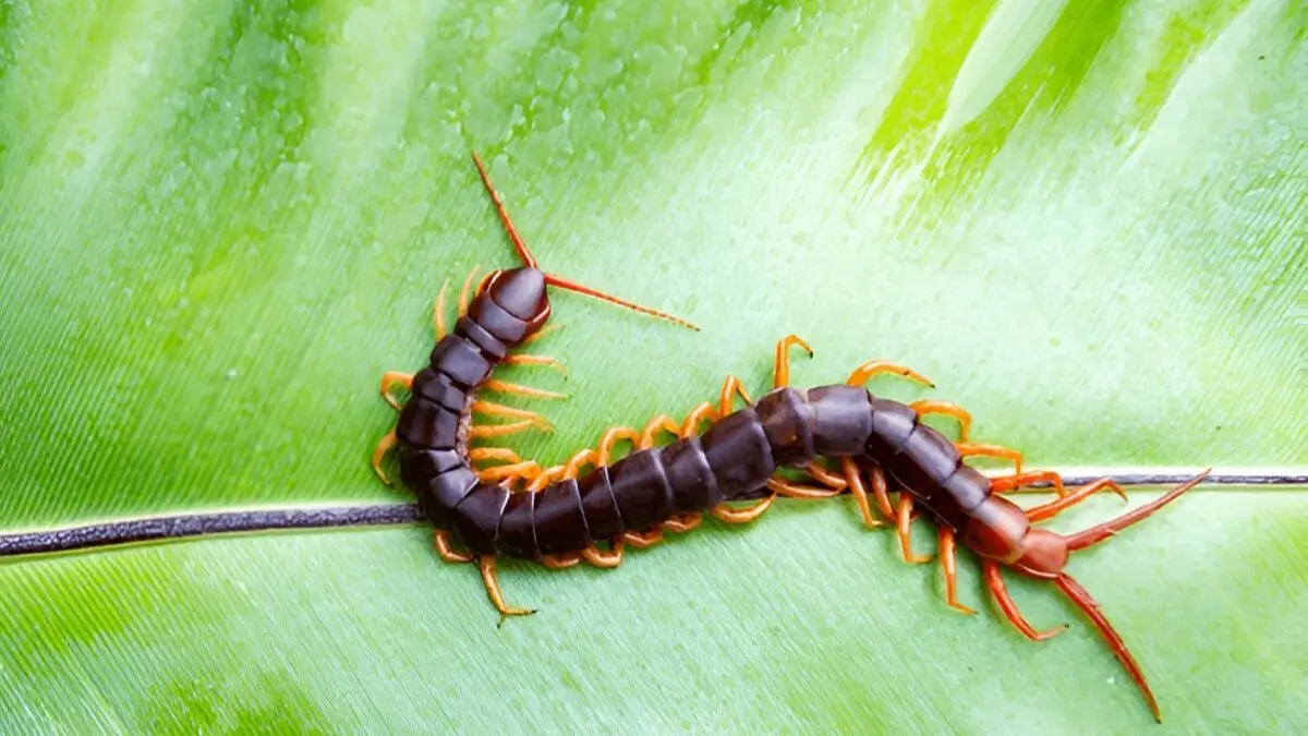 kankhajura kaise bhagaye how to get rid of centipedes from home permanently