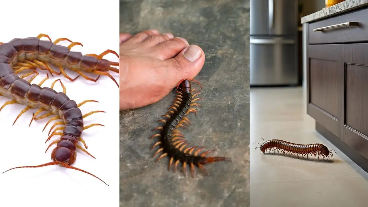 Kankhajura Removal Tips