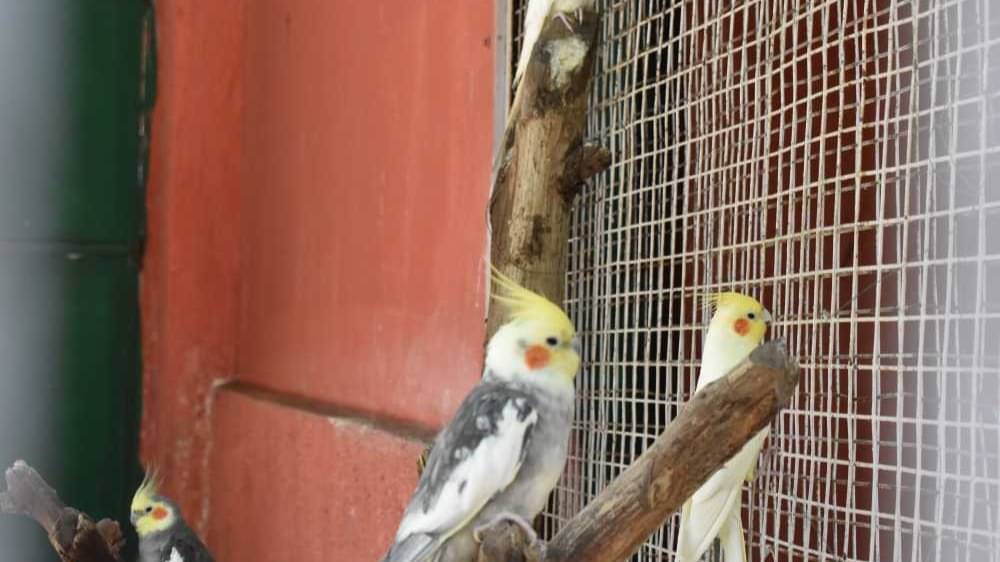 Description of the pic