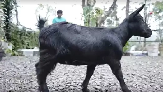 Karumbi World's Shortest Goat In Kerala