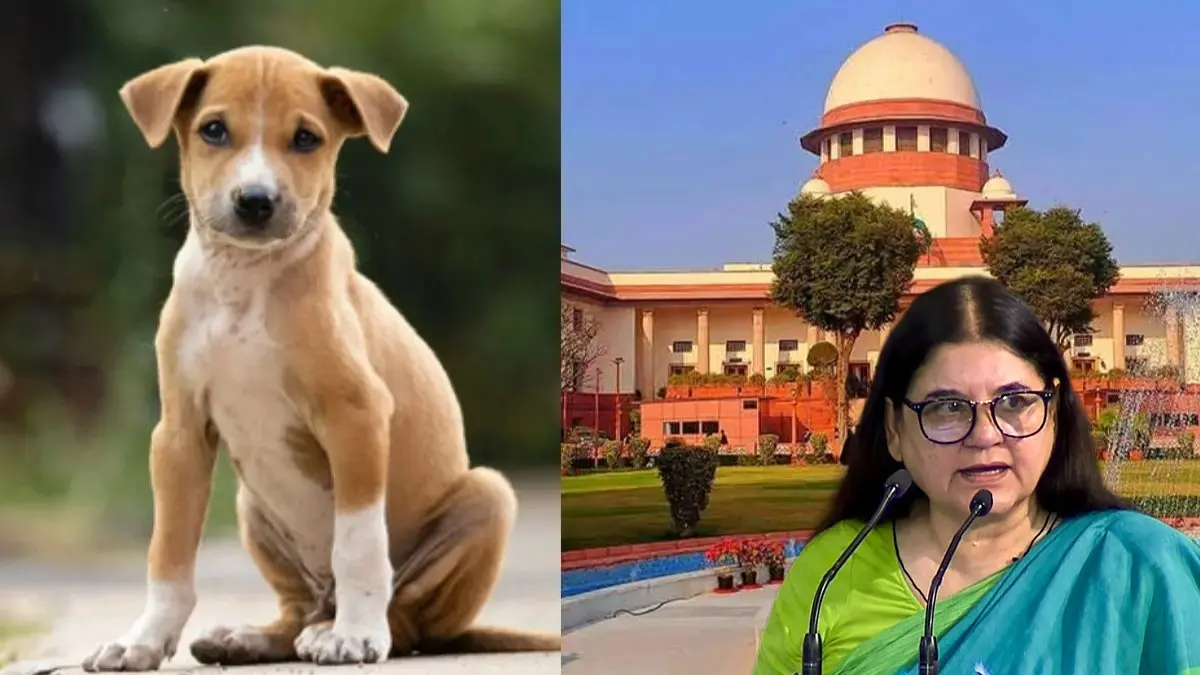 'Have Not Taken Contempt Action, That's Our Magnanimity': SC Pulls Up Maneka Gandhi For Remarks On Stray Dog Order, Flags 'Body Language' 'Kasab Did Not Commit Contempt': Supreme Court Criticises Maneka Gandhi For Remarks On Stray Dog Order, Flags 'Body Language'