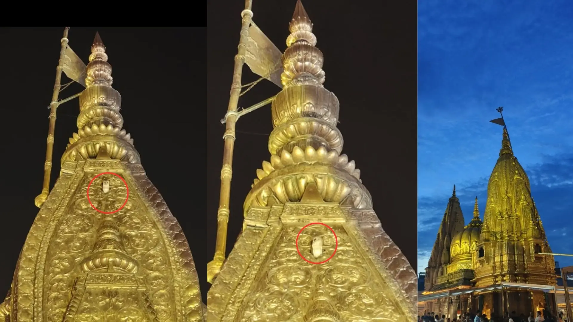 kashi vishwanath temple white owl seen during saptrishi aarti video viral varansahi