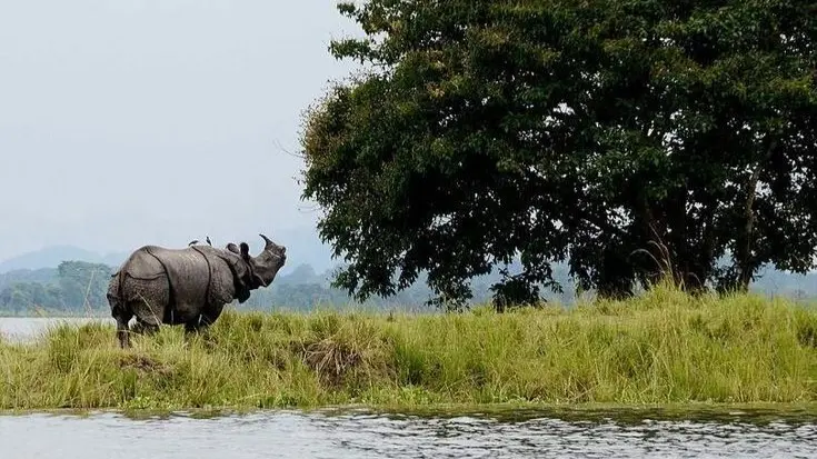 Kaziranga National Park set to reopen for wildlife lovers