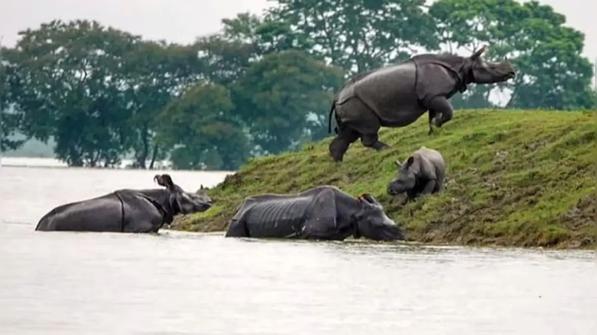 Assam Flood: Animals Search For Shelter As 100 Forest Camps In Kaziranga Submerged
