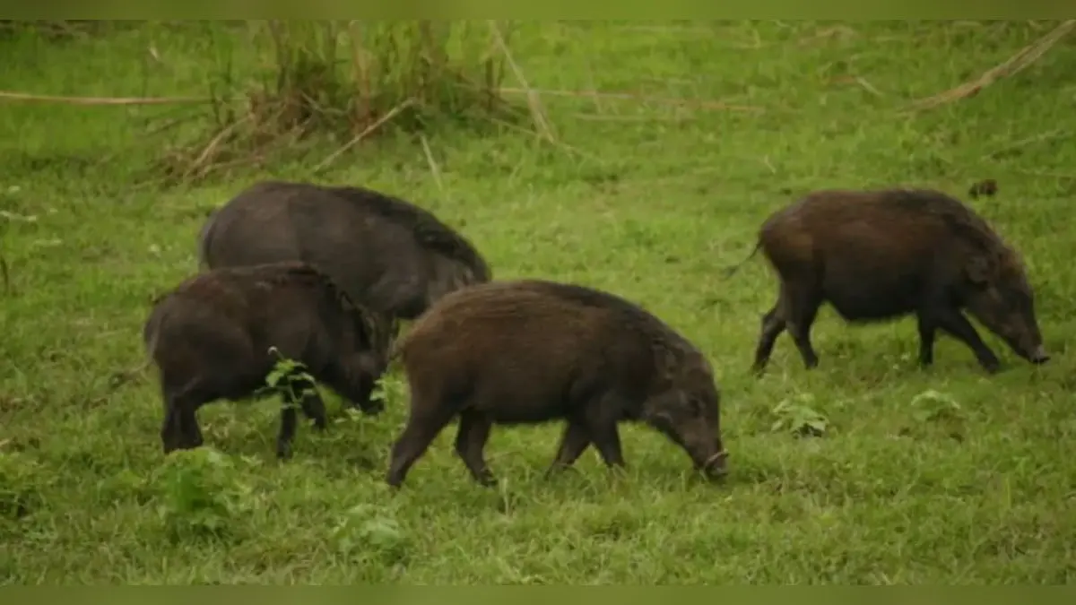 Kerala Minister P Prasad Proposes Wild Boar Consumption; Forest Minister Orders Probe
