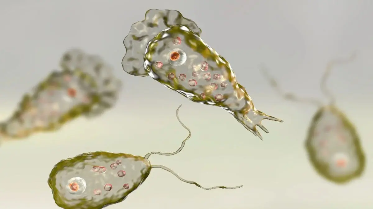 Kerala Records a Surge in Deadly Brain-Eating Amoeba