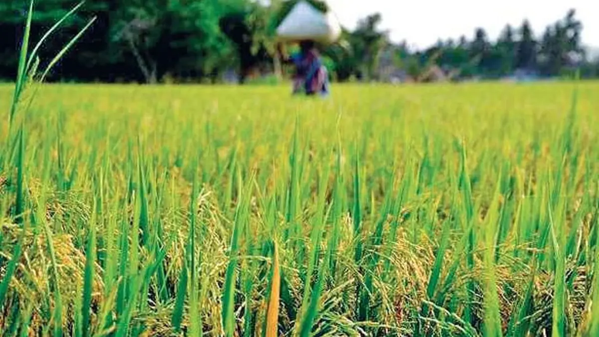 Union Cabinet Hikes MSP for Kharif Crops for 2025-26 Season: Full Details Here Kharif crops