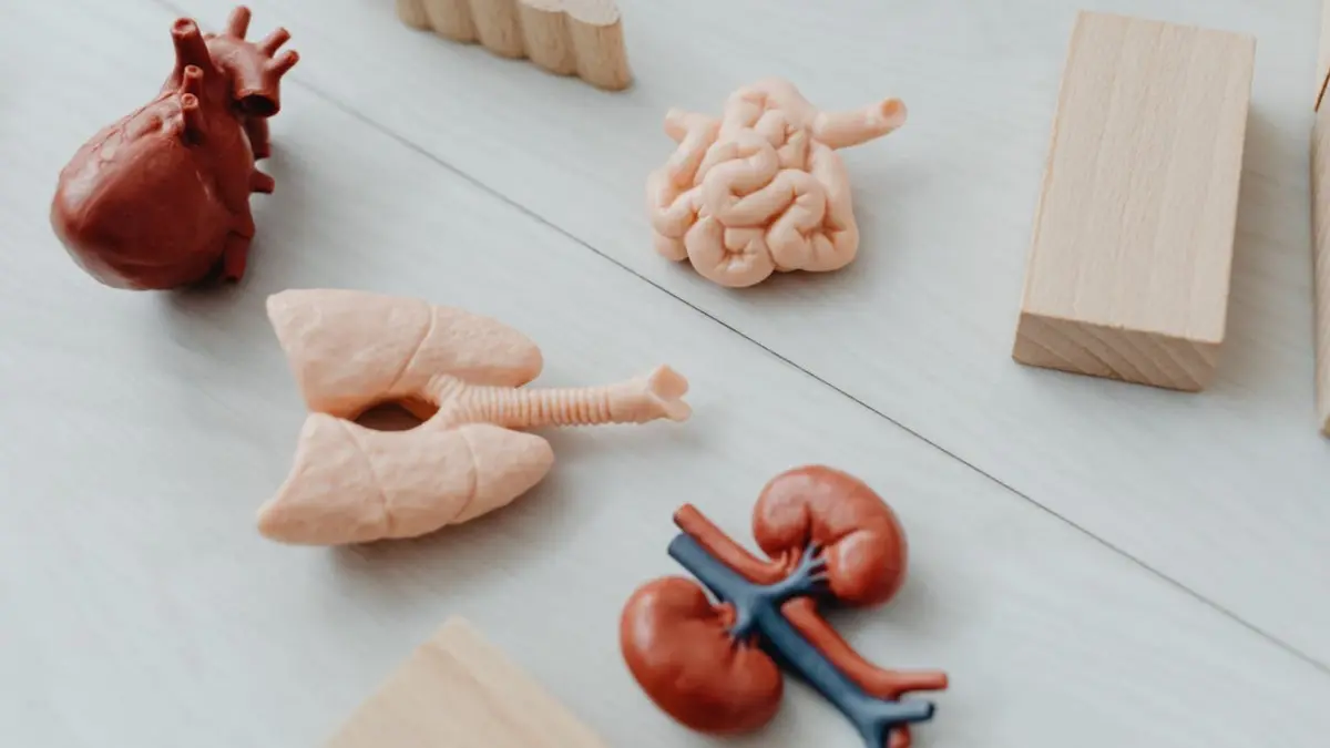 Stop Ghosting Your Kidneys, They're More Important Than Your Screen Time Kidney.