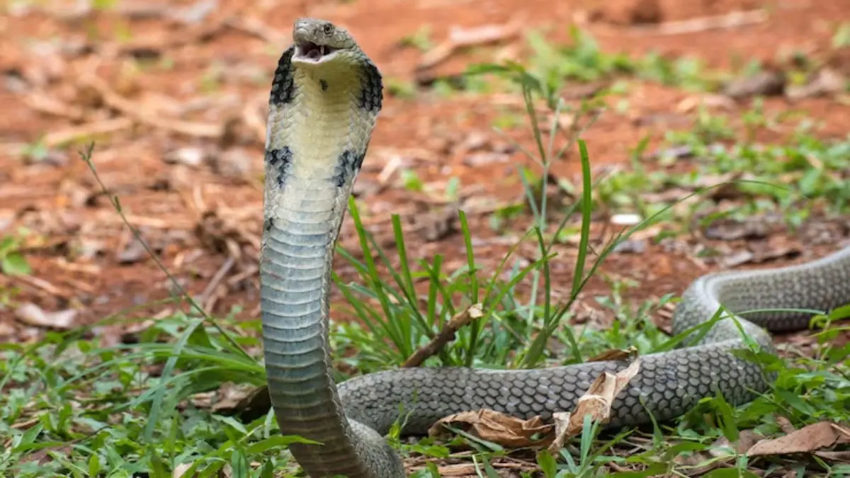 King Cobra