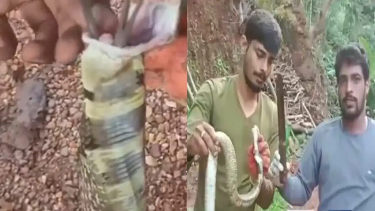 king-cobra-swallows-12-inch-long-knife