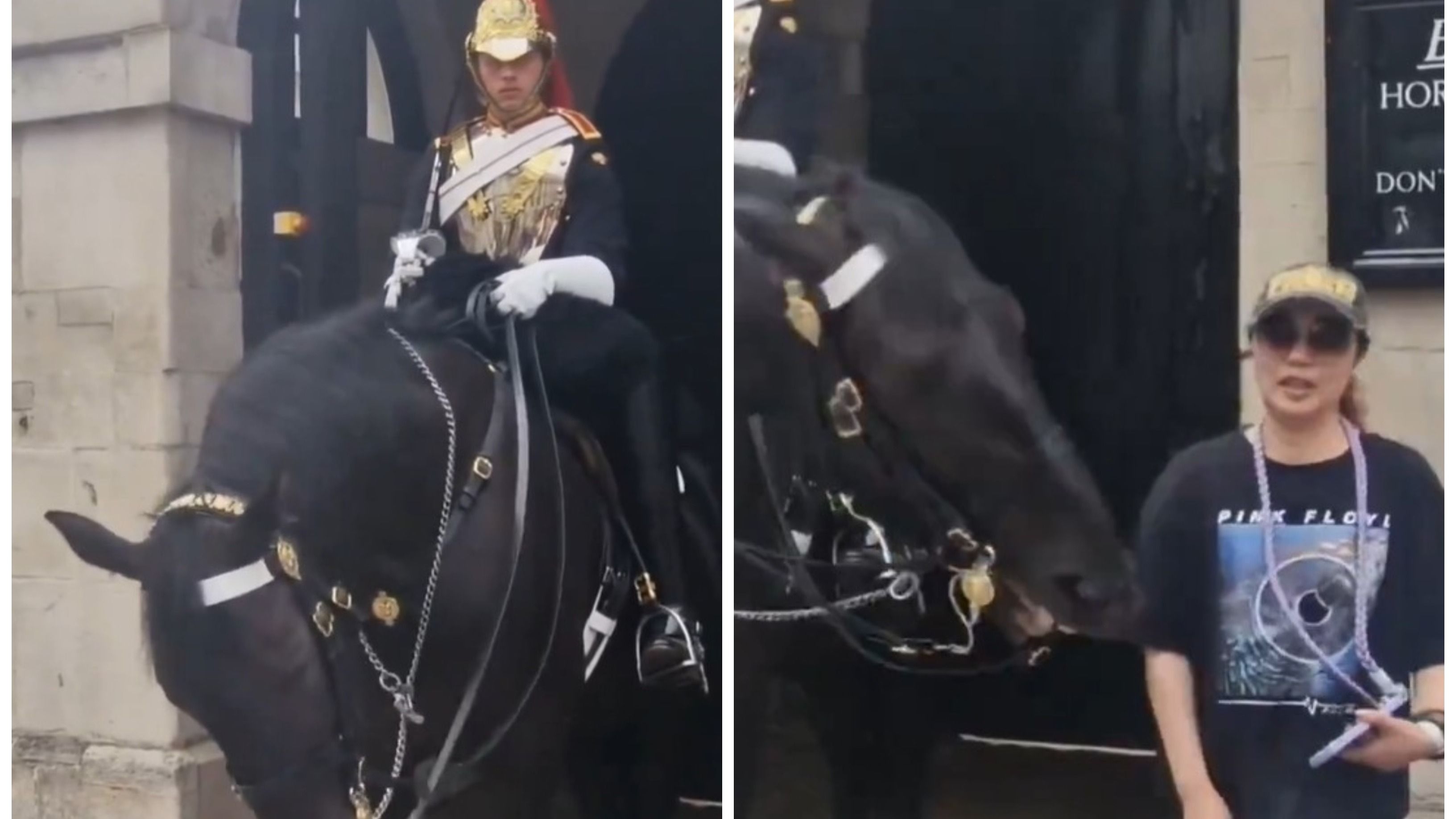 Video Shows Tourist Faints After King's Guard Horse In UK Bites Her ...