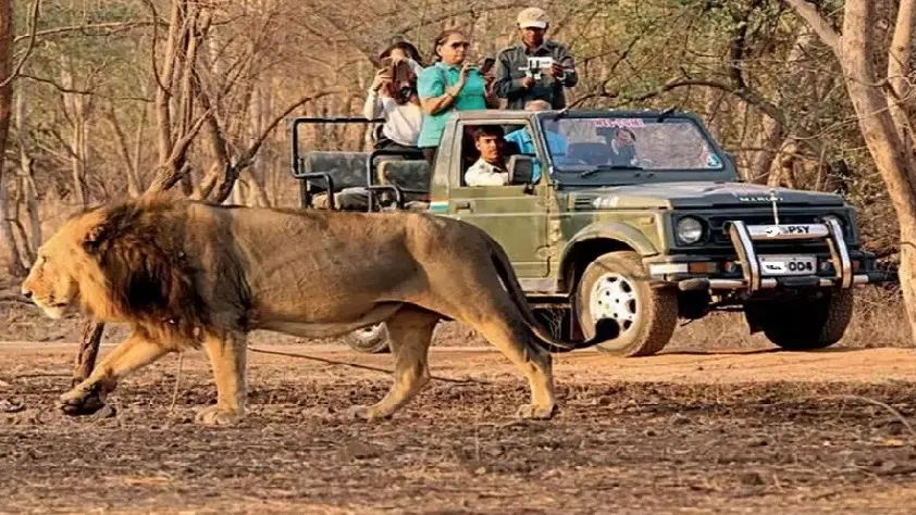 Know details about visiting Gir National Park