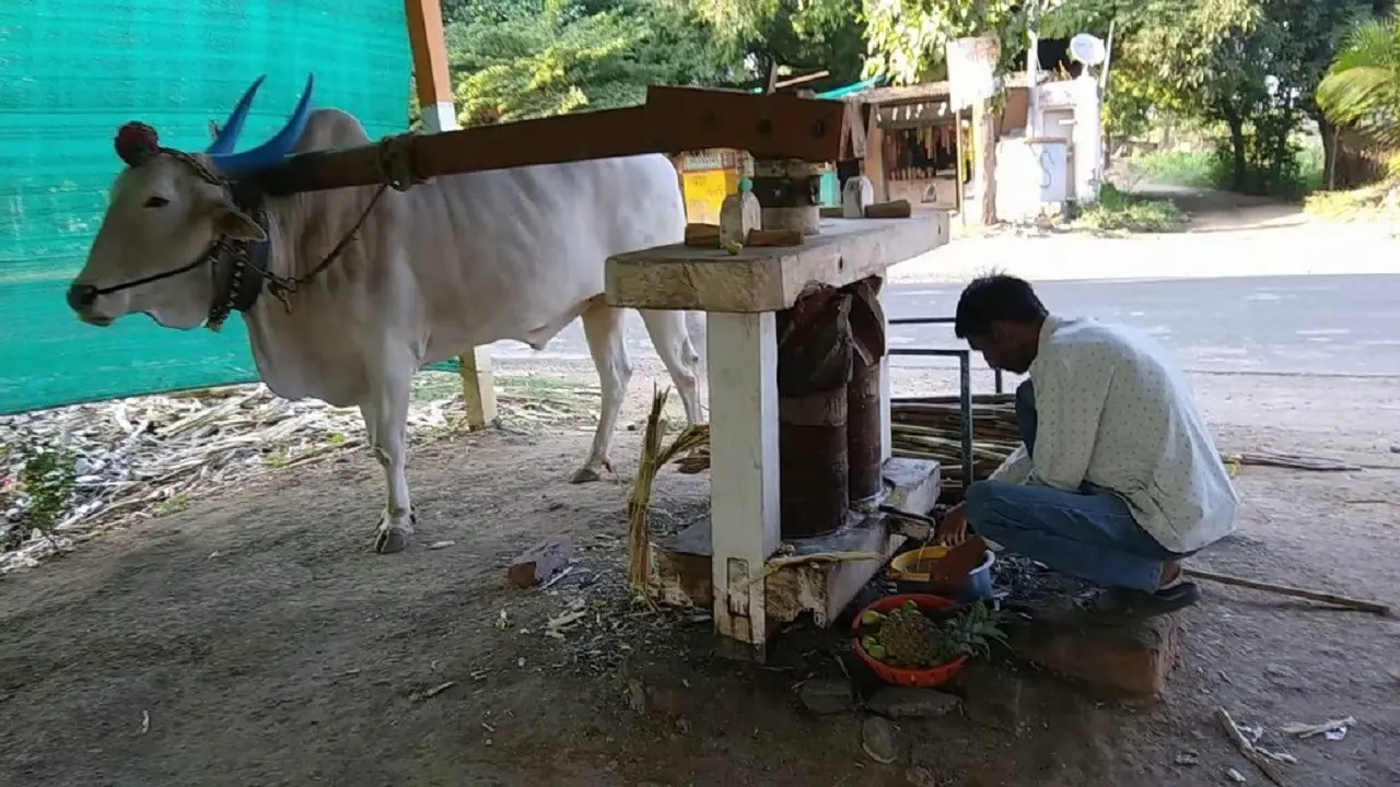 बैल बचाओ अभियान के तहत महाकुंभ में शंकराचार्य और संतों ने गोवंश की रक्षा के लिए किया ये काम Kolhu-Bail