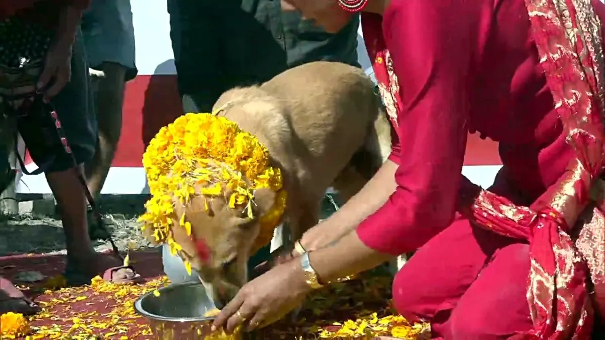 Kukur Tihar: Nepal honours dogs with garlands, feasts, and VIP treatment in unique festival