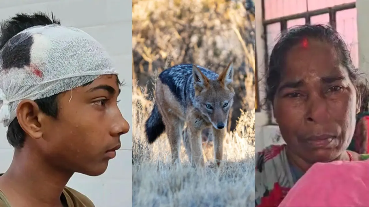 kushinagar news more than dozen people injured in jackal attack