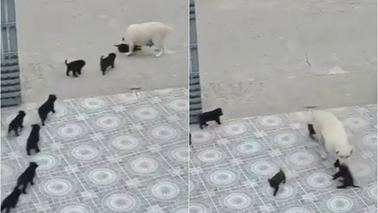 Universal Concern! Pup Wants to Go Out, Brings All 8 Siblings Along — But Momma Doggy Says No | Cutest Video On Internet Labrador mom saves puppy from the road