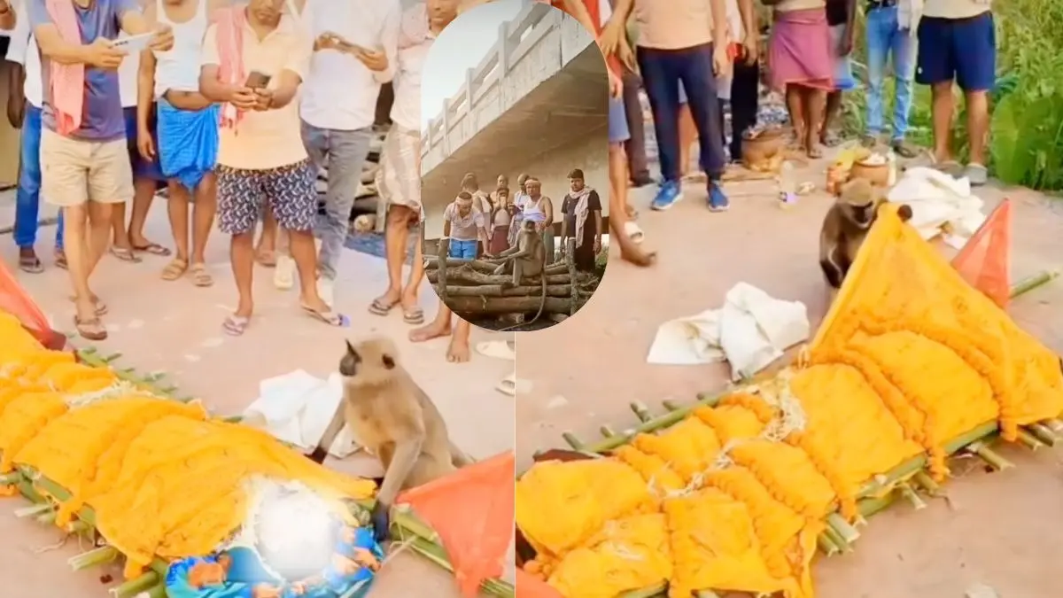 Langur arrived at the time of Hanuman devotee's funeral