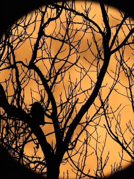 Last Supermoon Of 2025 Shines In December Skies, See Pics