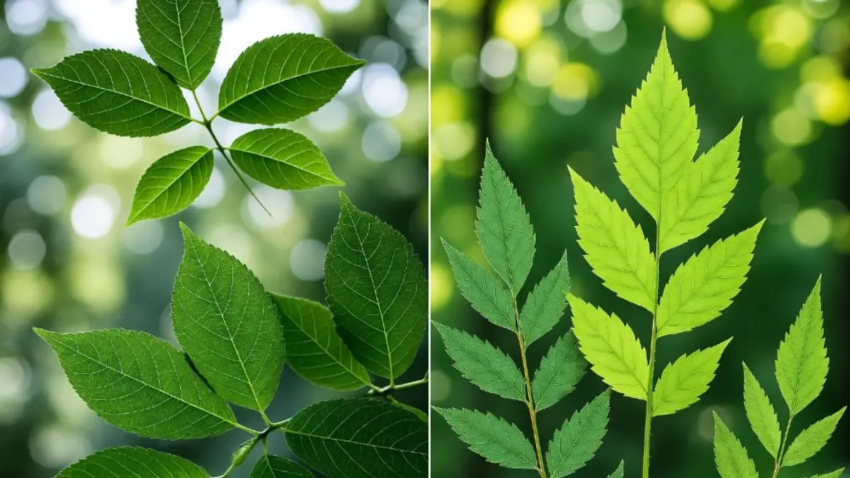 Leaves Benefits: सर्दियों में फ्लू और खांसी से बचाव के लिए खाएं ये 4 तरह के पत्ते, इम्यूनिटी भी बढ़ेगी Leaves Benefits