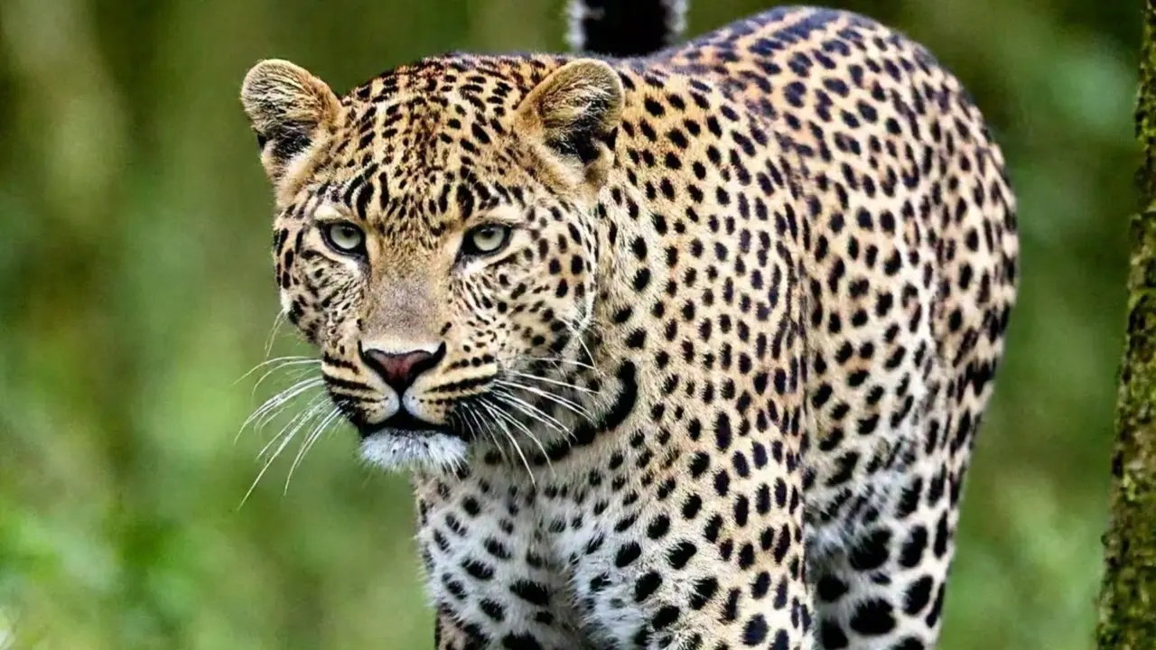 Leopard killed in Ajmer after getting hit by vehicle