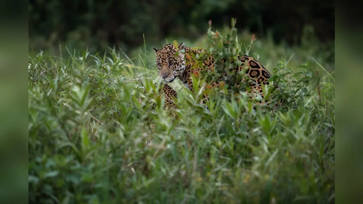 Leopard Alert In Pune: Big Cat Spotted At Aundh Residential Area, Search Operation Underway