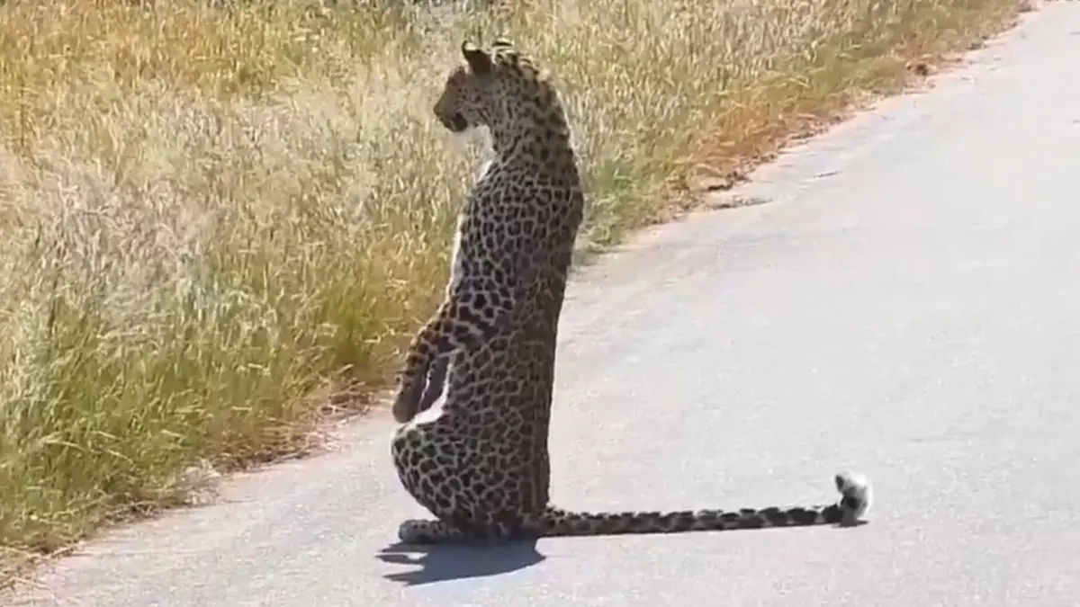 Viral Video: Leopard Stands Like a Human to Stalk Its Prey — Nature’s Ninja Spotted in Kruger Leopard Caught Standing on Two Legs While Hunting