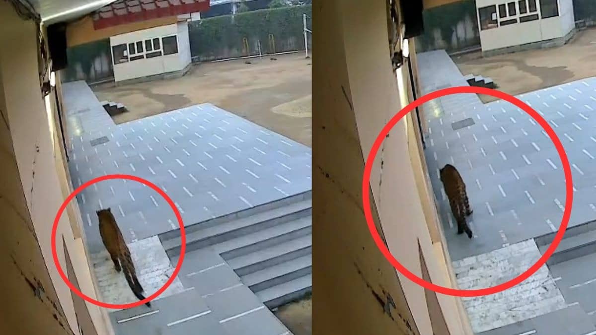 Leopard Inside School! CCTV Captures Big Cat Entering Classroom in Ghaziabad | WATCH 