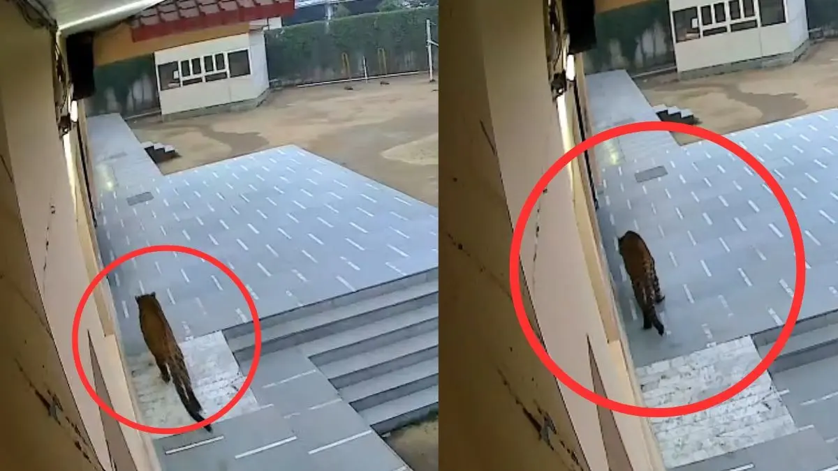 Leopard Inside School! CCTV Captures Big Cat Entering Classroom in Ghaziabad | WATCH Leopard Inside School! CCTV Captures Big Cat Entering Classroom in Ghaziabad | WATCH