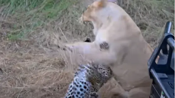 Leopard Mom Fights Lion to Save Her Cubs, Viral Video