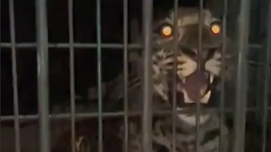 Leopard Triggers Panic in Gurugram Society, Rescued Safely Without Tranquilizer Leopard rescued