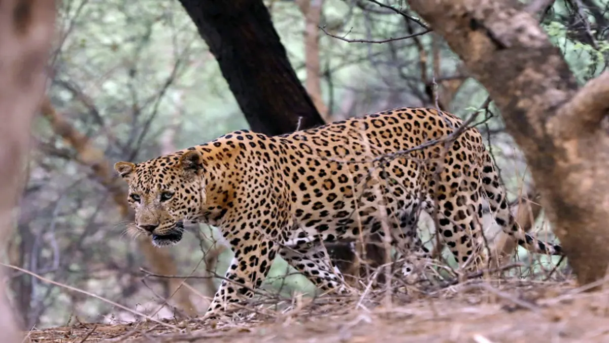 Leopard's jaws Can't Quell 5-Year-Old's Will to Live in Maharashtra