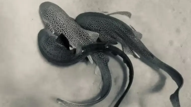 Leopard Sharks: 110 सेकंड तक संबंध बनाते रहे तीन लेपर्ड शार्क, फिर मादा हो गई फुर्र... वैज्ञानिकों ने समुद्र में पहली बार देखा ऐसा नजारा Leopard Sharks Mating