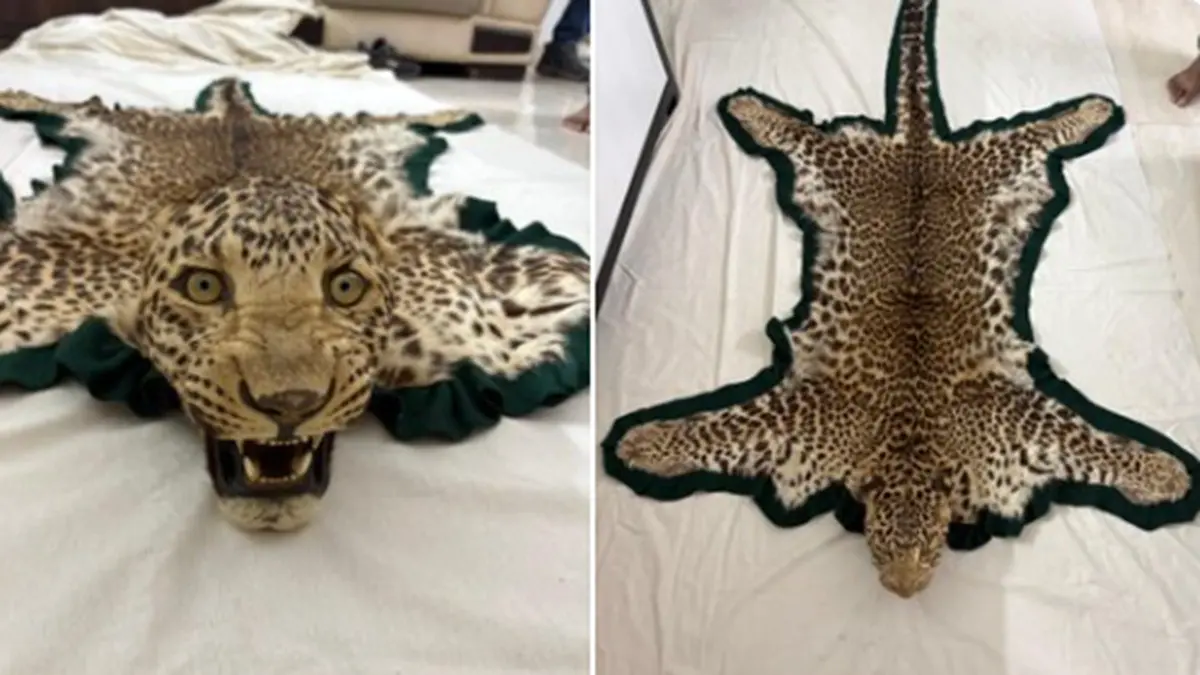 Leopard skin trophy seized by DRI