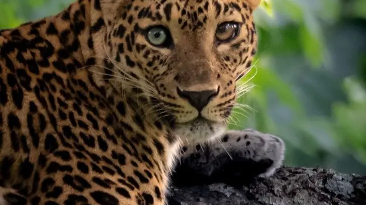 leopard with two eye colors