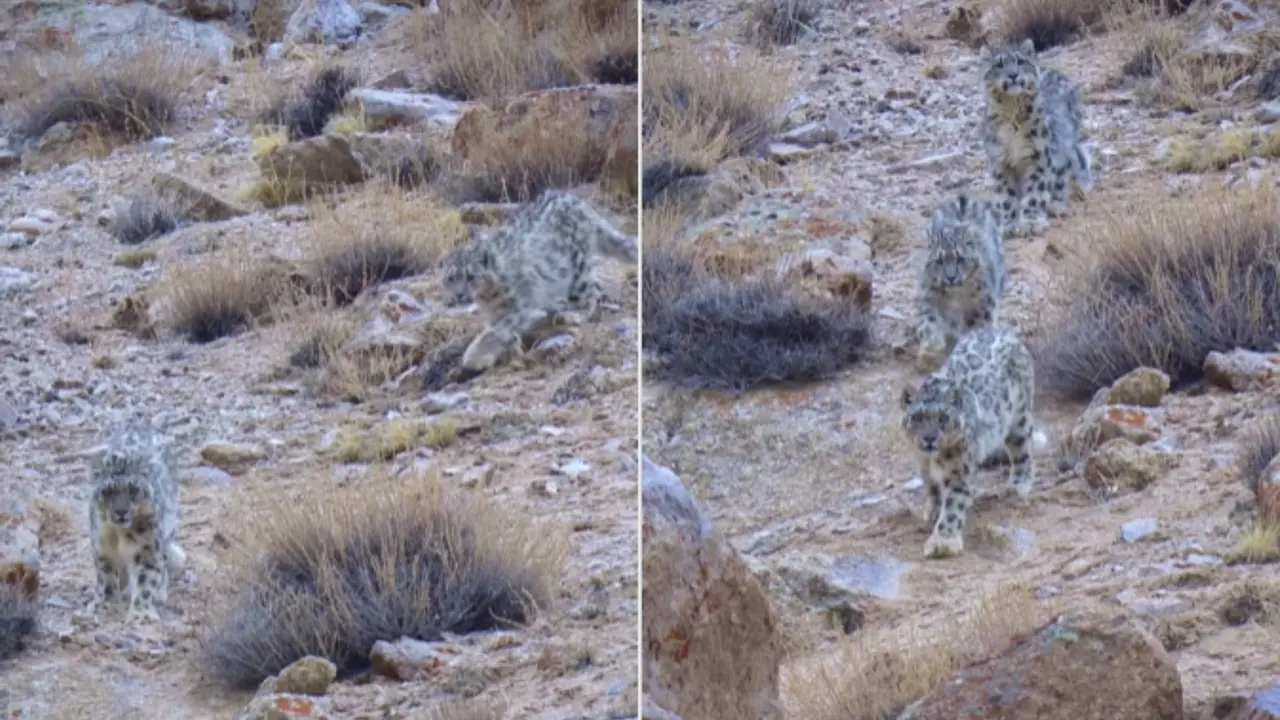Snow Leopardess And Her Two Cubs Caught on Camera In Ladakh | WATCH Leopardess Ladakh Viral Video