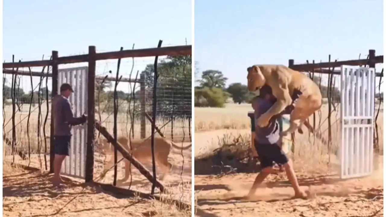 'Wholesome' Video: Lion Reunites with Rescuer Who Raised Her as a Cub | Watch lion cub video
