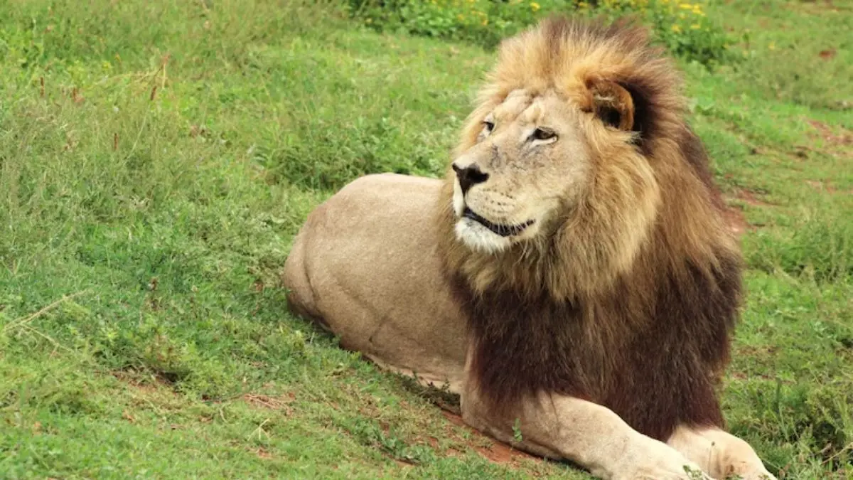 Lion safari in India