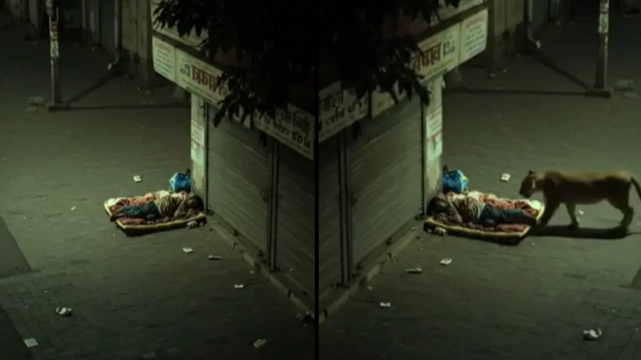 Lion Sniffs a Man Sleeping on the Street, Viral Video